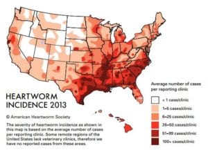 Image - Heartworm Incidence 2013