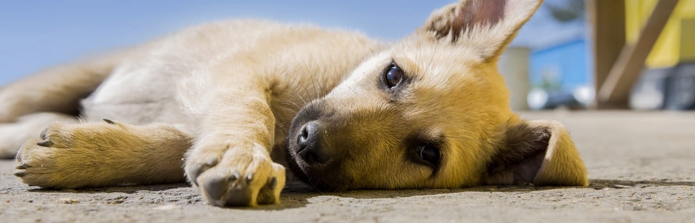 sleepy puppy laying on side