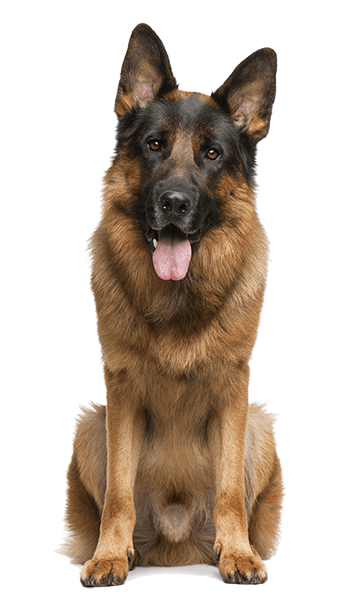 german shepard dog