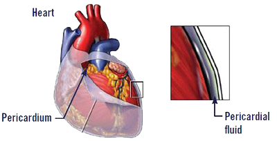 Heart Pericardium diagram