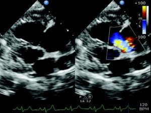 Pet ultrasound scan