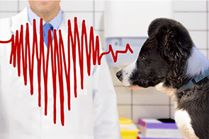 Veterinarian standing and drawing chart heartbeat