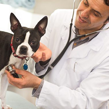 Boston Terrier puppy looking to the camera while mature male professional veterinarian examining him. Veterinary, medicine, health, doctor