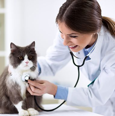cat with veterinarian doctor at vet clinic